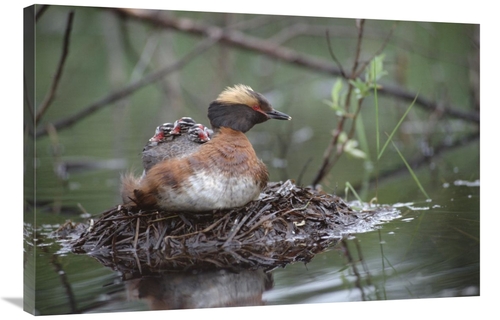 Global Gallery GCS-451896-2436-142 24 x 36 in. Horned Grebe on Nest wi