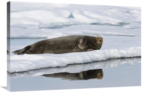 Global Gallery GCS-452713-2436-142 24 x 36 in. Bearded Seal on Ice Flo