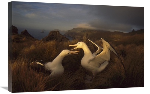 Global Gallery GCS-451826-2030-142 20 x 30 in. Southern Royal Albatros