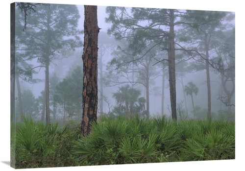 Global Gallery GCS-396620-3040-142 30 x 40 in. Saw Palmetto & Pine Tre