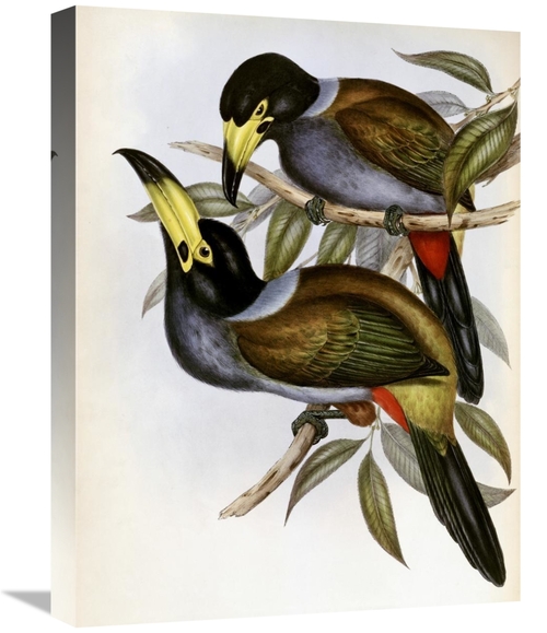 Global Gallery GCS-277766-22-142 22 in. Hooded Hill Toucan Art Print -