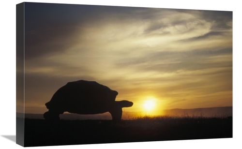 16 x 24 in. Galapagos Giant Tortoise At Sunrise on Caldera Rim, Al