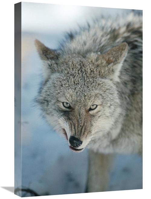 Global Gallery GCS-451846-1624-142 16 x 24 in. Coyote Snarling, Wh