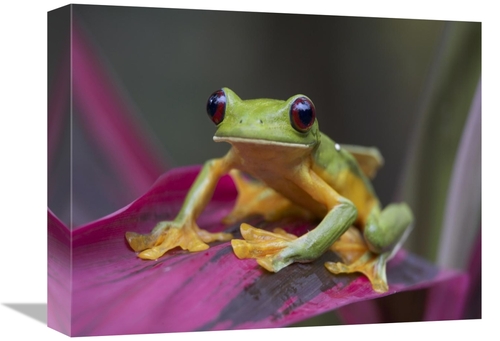 Global Gallery GCS-396098-1216-142 12 x 16 in. Gliding Leaf Frog Portr