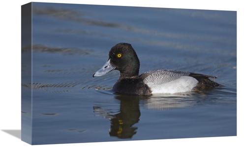 Global Gallery GCS-453349-1218-142 12 x 18 in. Lesser Scaup Male, 