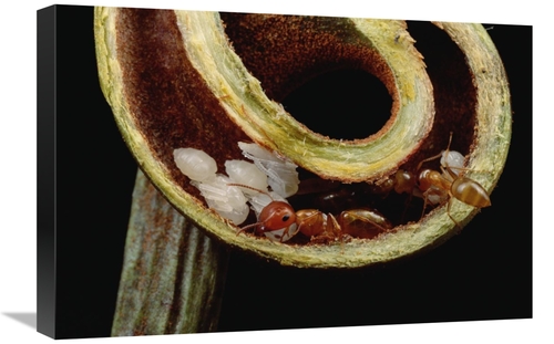 Global Gallery GCS-451012-1624-142 16 x 24 in. Carpenter Ants & Pupae 