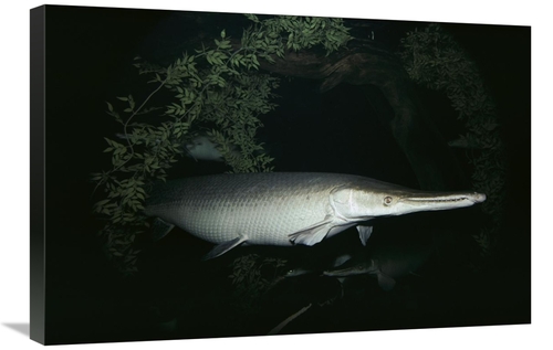 Global Gallery GCS-450619-2030-142 20 x 30 in. Alligator Gar Art Print