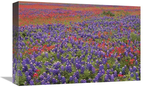 Global Gallery GCS-396876-1218-142 12 x 18 in. Hill Country Wildflower