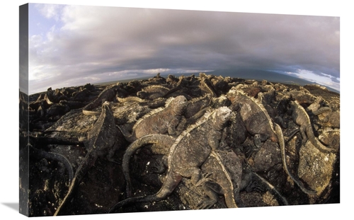 Global Gallery GCS-451392-2030-142 20 x 30 in. Marine Iguana Dense Col