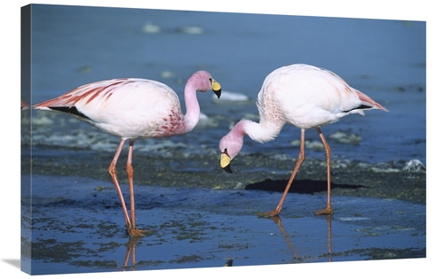 Global Gallery GCS-451652-2436-142 24 x 36 in. Puna Flamingos Feeding 