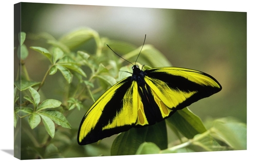 Global Gallery GCS-452344-2030-142 20 x 30 in. Goliath Birdwing Butter