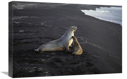 Global Gallery GCS-451762-1624-142 16 x 24 in. Galapagos Sea Lion Moth