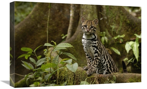 Global Gallery GCS-453161-1624-142 16 x 24 in. Ocelot Standing on Butt