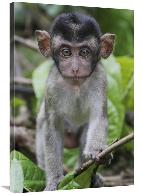 Global Gallery GCS-397702-2436-142 24 x 36 in. Long-Tailed Macaque Bab