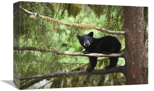 Global Gallery GCS-395470-1218-142 12 x 18 in. Black Bear Cub in Tree 