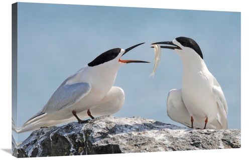 Global Gallery GCS-397474-2436-142 24 x 36 in. White-Fronted Tern,
