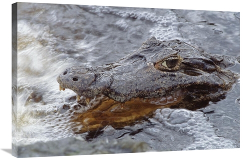Global Gallery GCS-451490-2436-142 24 x 36 in. Jacare Caiman Fishing w