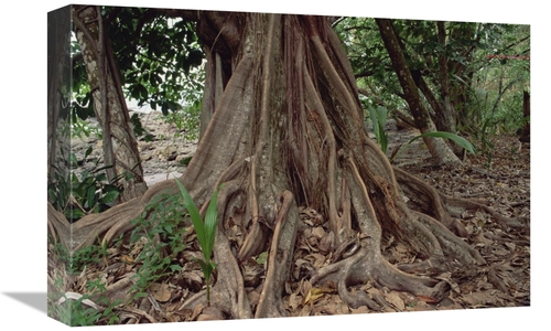 Global Gallery GCS-452828-1218-142 12 x 18 in. Fig in Lowland Tropical