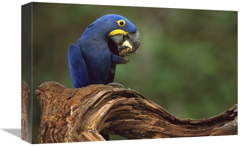 Global Gallery GCS-453120-1218-142 12 x 18 in. Hyacinth Macaw Eating P