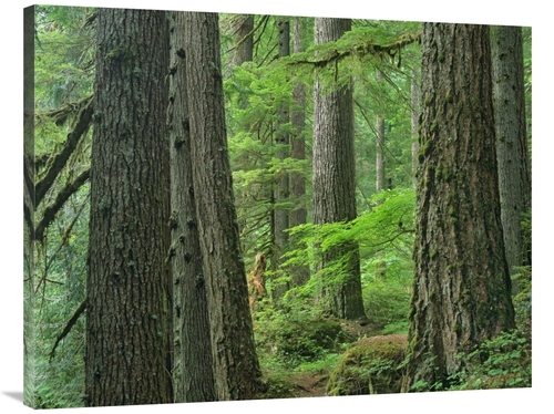 Global Gallery GCS-397174-3040-142 30 x 40 in. Old Growth Forest of We