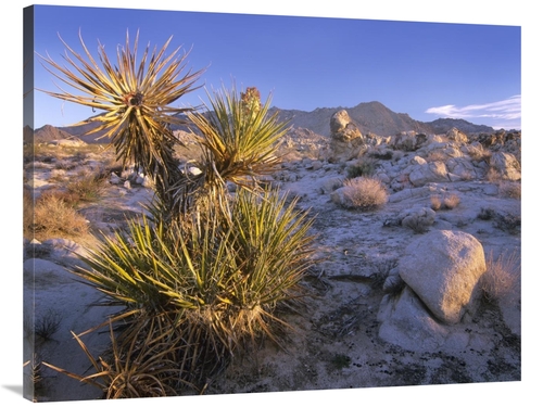 Global Gallery GCS-396773-3040-142 30 x 40 in. Mojave Yucca in Rocky L