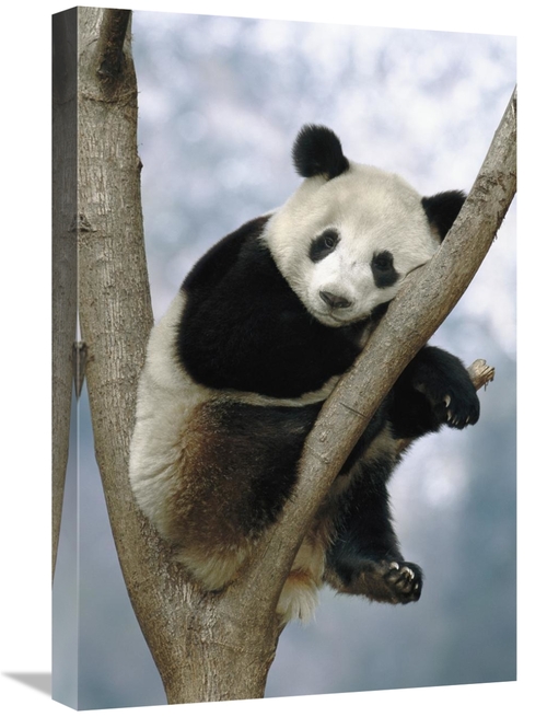 Global Gallery GCS-453115-1624-142 16 x 24 in. Giant Panda, Wolong