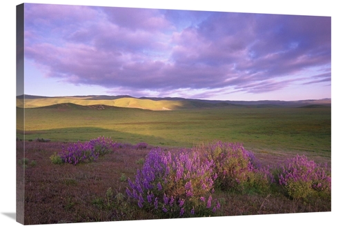 Global Gallery GCS-397132-2436-142 24 x 36 in. Large-Leaved Lupine in 