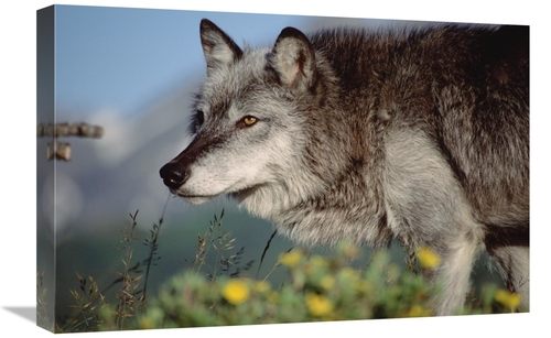 Global Gallery GCS-451953-1624-142 16 x 24 in. Timber Wolf Adult Portr