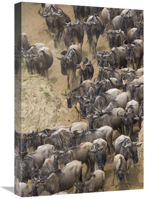 Global Gallery GCS-395799-1624-142 16 x 24 in. Blue Wildebeest Herd Ap