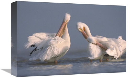 Global Gallery GCS-396874-1218-142 12 x 18 in. American White Pelican 