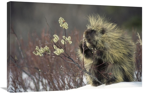 Global Gallery GCS-451867-2436-142 24 x 36 in. Common Porcupine Feedin