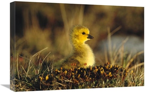 Global Gallery GCS-453276-1624-142 16 x 24 in. Canada Goose Gosling