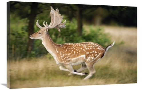 Global Gallery GCS-398316-2436-142 24 x 36 in. Fallow Deerbuck Running