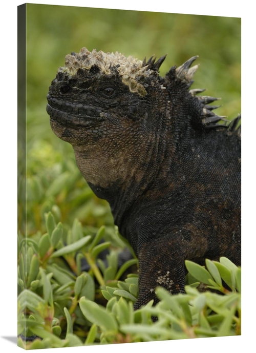 Global Gallery GCS-453051-2436-142 24 x 36 in. Marine Iguana, Sant