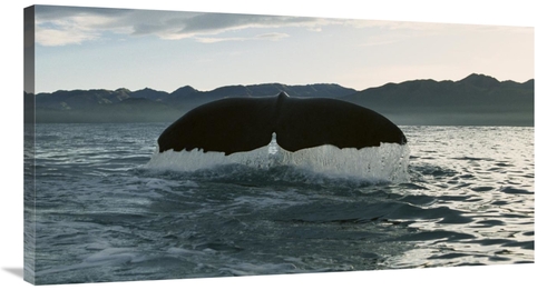 Global Gallery GCS-450563-40-142 40 in. Sperm Whale Diving, New Ze