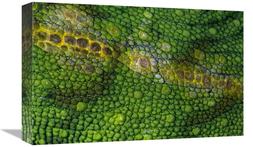 Global Gallery GCS-395335-1218-142 12 x 18 in. Spiny Desert Rhinoceros