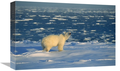 Global Gallery GCS-452506-1218-142 12 x 18 in. Polar Bear on Ice Field