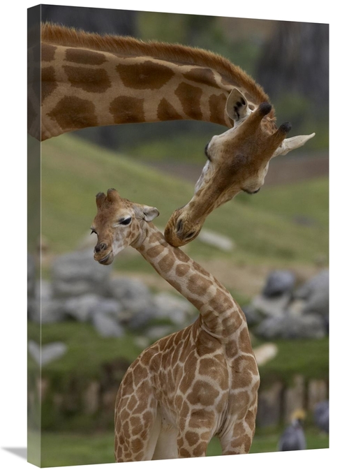 Global Gallery GCS-450869-2030-142 20 x 30 in. Rothschild Giraffe Moth