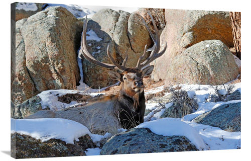 Global Gallery GCS-486469-40-142 40 in. Waiting out the Snow Art Print