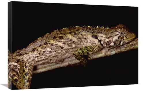 Global Gallery GCS-451020-2030-142 20 x 30 in. Iguanid Lizard Portrait