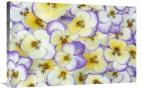 24 x 36 in. Violet Flowers in White, Yellow & Purple, Europe &