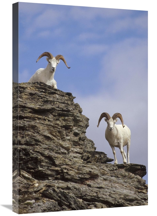 20 x 30 in. Dalls Sheep Pair on Rock Outcrop, North America Art Pr