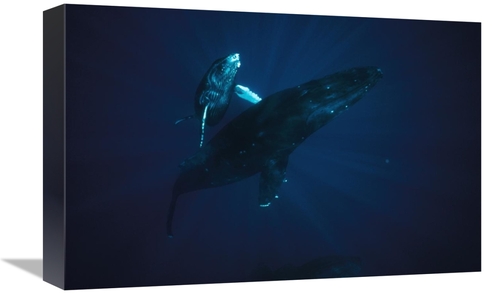 Global Gallery GCS-450588-1218-142 12 x 18 in. Humpback Whale Mother &