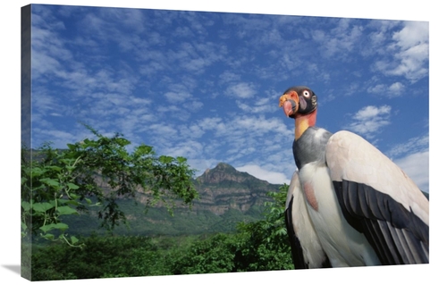 Global Gallery GCS-451532-2436-142 24 x 36 in. King Vulture, Cerro