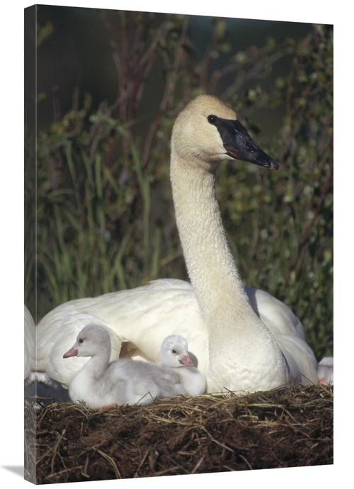 Global Gallery GCS-451887-2436-142 24 x 36 in. Trumpeter Swan Mother o