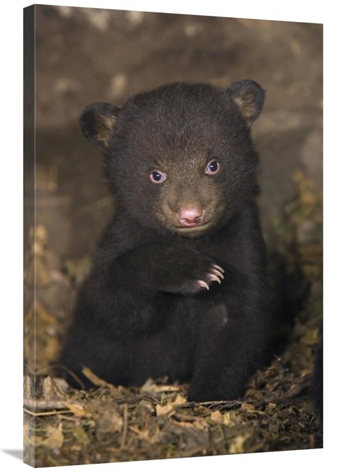 Global Gallery GCS-395802-2436-142 24 x 36 in. Black Bear 7 Week Old C