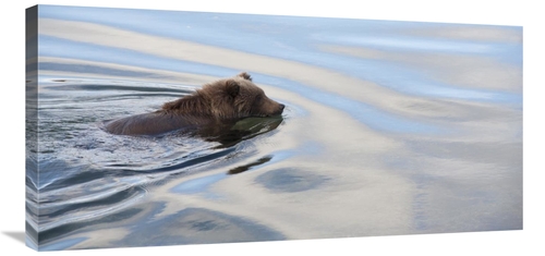 Global Gallery GCS-395417-1836-142 18 x 36 in. Grizzly Bear Swimming&#