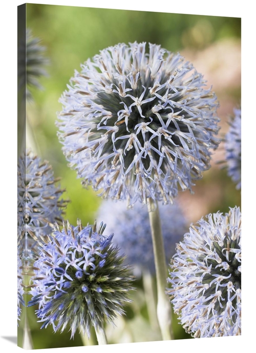 Global Gallery GCS-398381-2436-142 24 x 36 in. Globethistle Blue Pearl