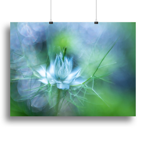 Blue Flower Canvas Print or Poster