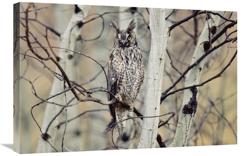Global Gallery GCS-396984-2030-142 20 x 30 in. Long-Eared Owl Perching
